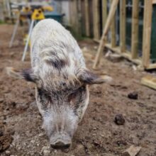 Have you seen our most recent project we completed at Millington’s Magical Barn?! An AirBnB due to launch this month which really has been a memorable job for us! 

As you know we love nothing more than getting to work outside in the fine Yorkshire air so doing it amongst the animals and volunteers at the farm made the job that extra bit special... 

They are a non profit animal sanctuary in West Yorkshire providing a forever home to over 100 incredible animals who have overcome abuse, neglect or abandonment. 🐰🦉🫏🐄🐖🐑🐈🪿🐁

Whether it was chasing the pigs away from our pack up🐷🥪🍎or manoeuvring around the hen pen🐓🪜the whole experience asked us to slow down and appreciate which, like most we often forget to do.

#millingtonsmagicalbarn #cedarcladding #airbnb #farmlife #sanctuary #animals #animalwelfare